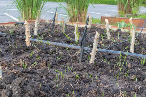 Row of fresh cassava plant with plastic cover — 스톡 사진