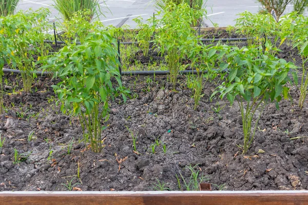 Primer plano de la planta de chile verde fresco — Foto de Stock