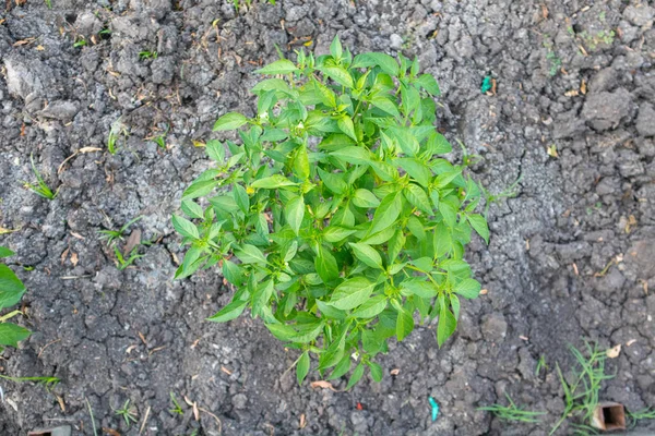 Close up de planta de pimenta verde fresca — Fotografia de Stock