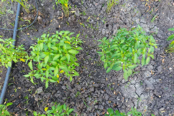 Close-up van verse groene chili plant — Stockfoto