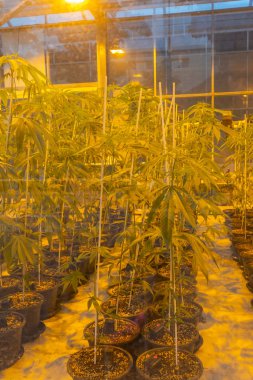 Yeşil ev üzerinde ışık alan sıra sıra esrar yetiştiren esrar bitkisi