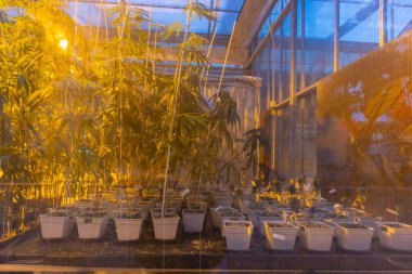 Yeşil ev üzerinde ışık alan sıra sıra esrar yetiştiren esrar bitkisi