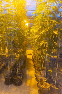 Yeşil ev üzerinde ışık alan sıra sıra esrar yetiştiren esrar bitkisi