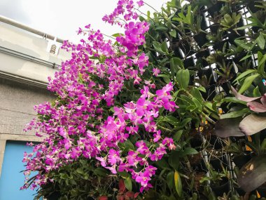 saksıda dikey orkide çiçeği dizisi