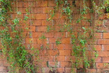 Tayland 'da açık alan tuğla duvar fabrikası