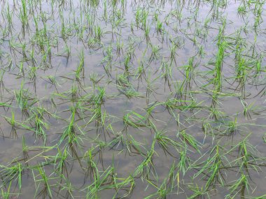 Su basmış pirinç tarlaları çiftçilere zarar veriyor