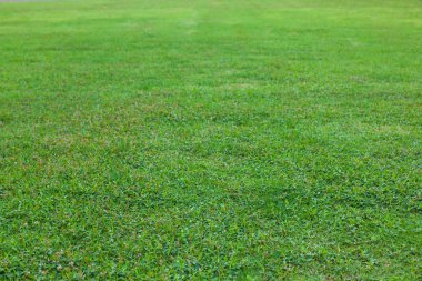 Parkta güzel yeşil çimenler