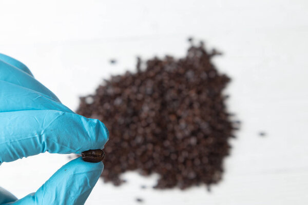 close up of hand in blue glove holding roast coffee beans