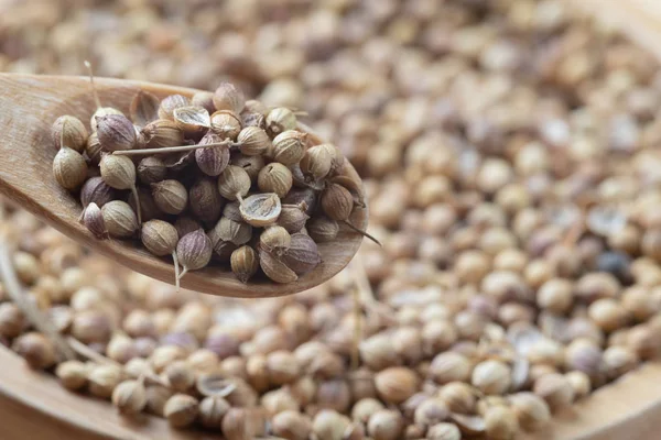 Zblízka hromada semen koriandru a dřevěné lžíce — Stock fotografie