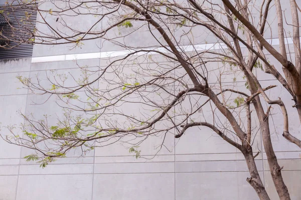 Árbol seco y muro de hormigón en Tailandia — Foto de Stock