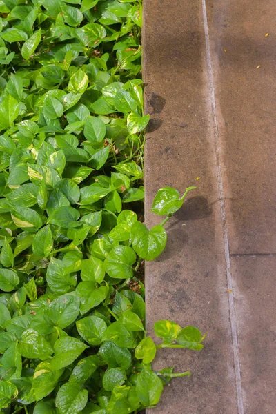 Epipremnum aureum fuera del parque en Tailandia — Foto de Stock