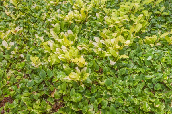 Epipremnum aureum Tayland 'daki parkın dışında.