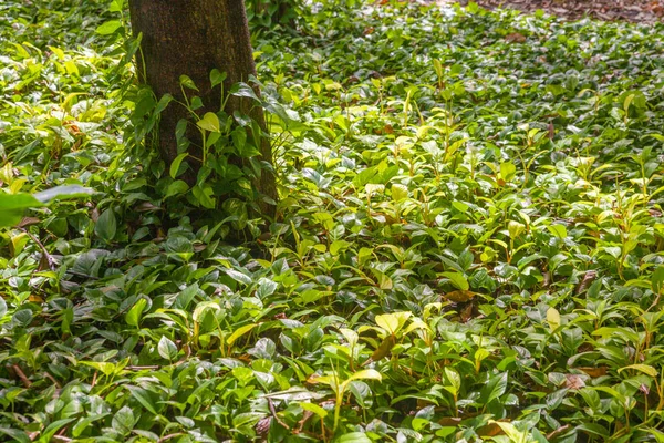 Epipremnum aureum Tayland 'daki parkın dışında.