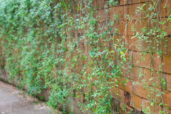 Venkovní Křivka cihlová zeď rostlina v Thajsku — Stock fotografie