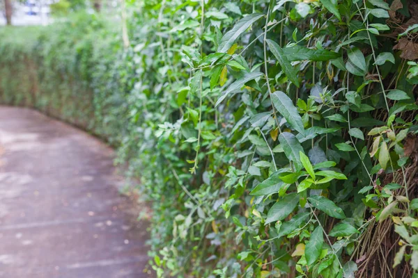 Venkovní Křivka cihlová zeď rostlina v Thajsku — Stock fotografie