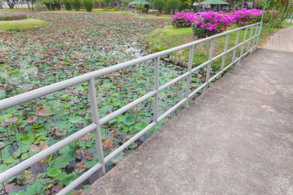 Bougainvillea near the pond at thailand — 스톡 사진