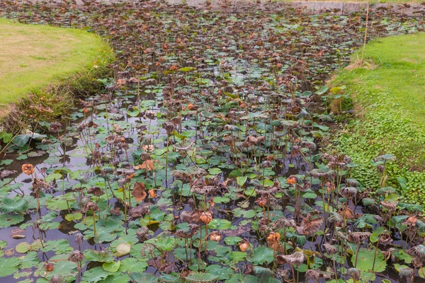 Ao ar livre Lótus seco na lagoa na Tailândia — Fotografia de Stock