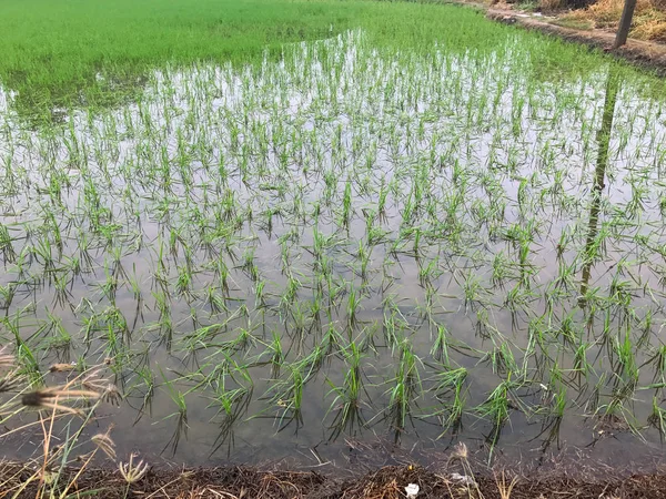 Floods inundated rice fields Damage to farmers — Stock Photo, Image