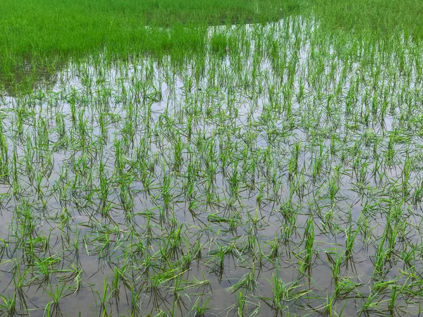 Floods inundated rice fields Damage to farmers — Stock Photo, Image