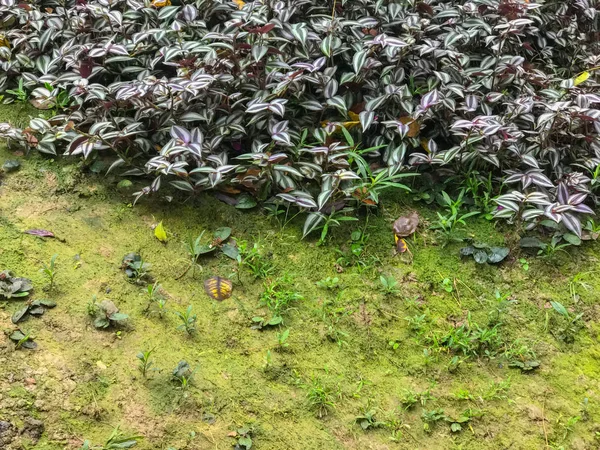 Открытый Мосс и цветок в парке — стоковое фото