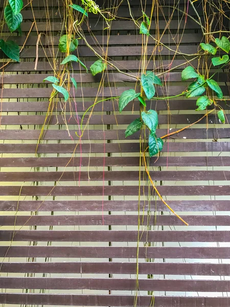 Flores en maceta colgando en las paredes del panel de madera — Foto de Stock