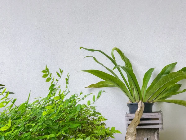 Asplenium nidus en la olla y el arbusto en la pared blanca — Foto de Stock