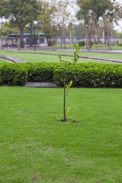 公園で雨の秋と小さな木 — ストック写真