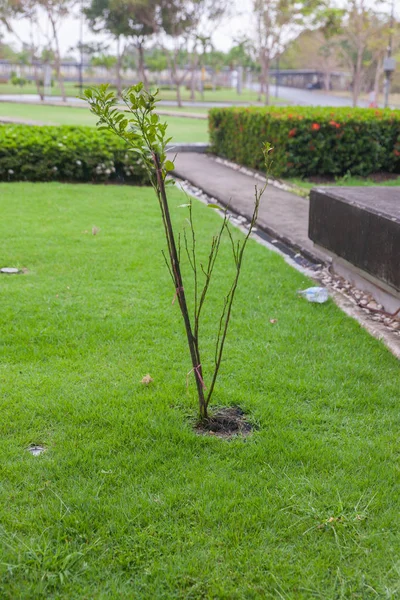 Yağmur yağıyor ve parkta küçük bir ağaç var — Stok fotoğraf