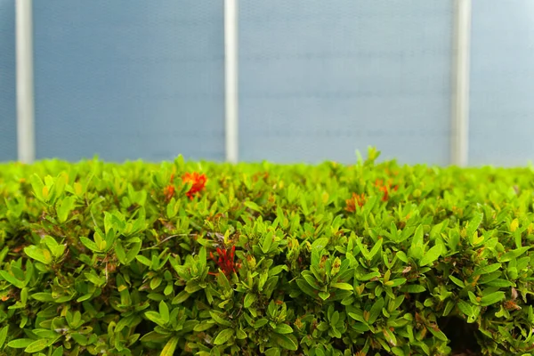 Venkovní krásný Ixora keř v zahradě — Stock fotografie