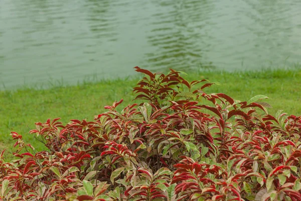 Al aire libre Bush de las hojas rojas en el parque — Foto de Stock