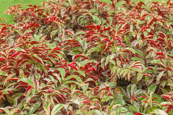 Bush exterior das folhas vermelhas no parque — Fotografia de Stock