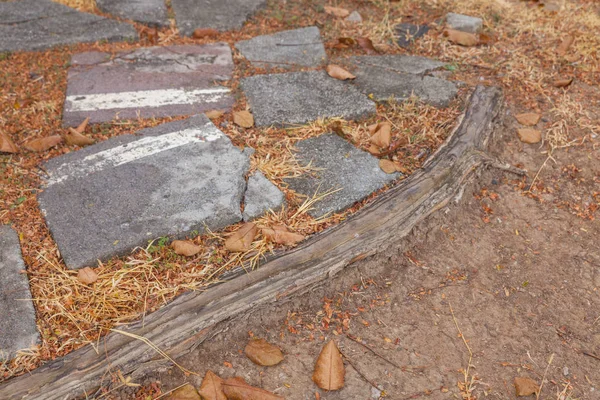 Outdoor Old root tree and stone block — 스톡 사진