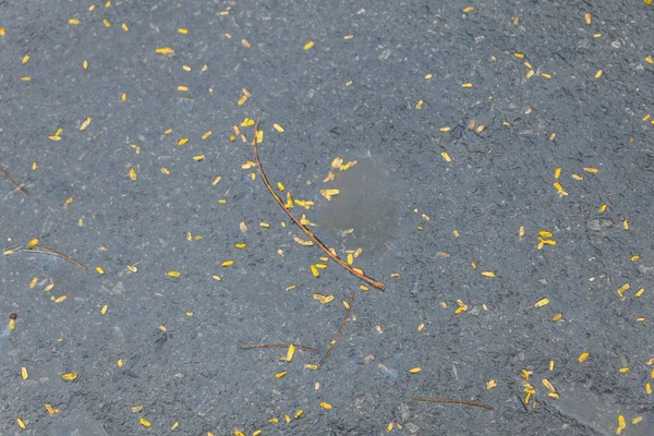 Folhas ao ar livre na estrada de asfalto após a chuva — Fotografia de Stock