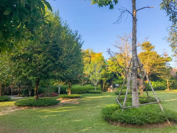 Árbol al aire libre en el parque en Tailandia — Foto de Stock