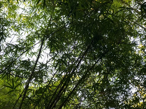 Szabadtéri gyönyörű bambusz fa a parkban — Stock Fotó