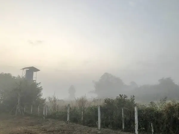 Brouillard dans le champ terrestre le matin — Photo