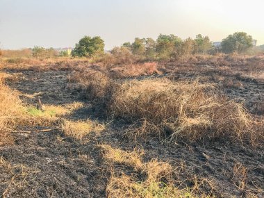 Tayland 'da kuru otlar ve sazlıklar yanıyor.