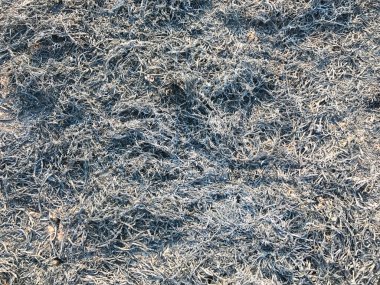 Tayland 'da kuru otlar ve sazlıklar yanıyor.