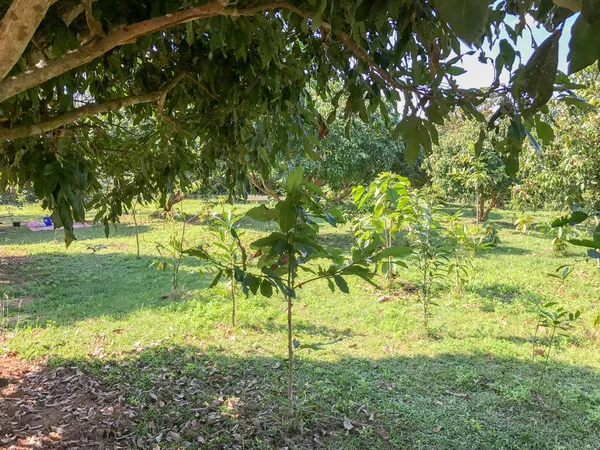 Litschi-Baum am Mittag in Chiangrai Thailand — Stockfoto