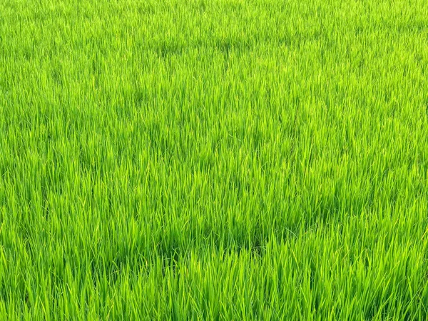 Campo de arroz verde fresco al aire libre en Tailandia — Foto de Stock