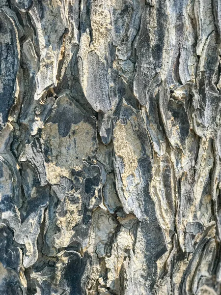 Primer plano de textura de fondo de árbol de corteza de madera — Foto de Stock