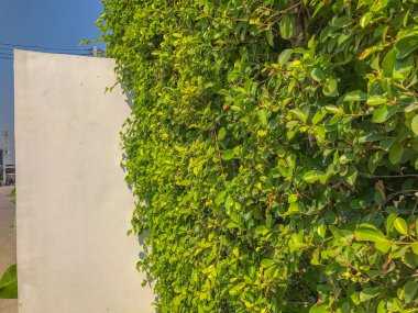 Ficus annulata çalı duvarı yol kenarında.