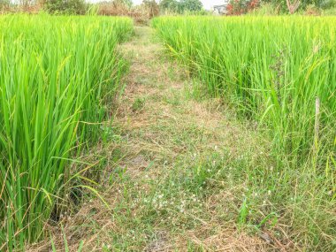 Sabah Tayland 'da pirinç tarlası