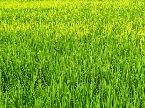 Rice field in the morning at Thailand — Stock Photo, Image