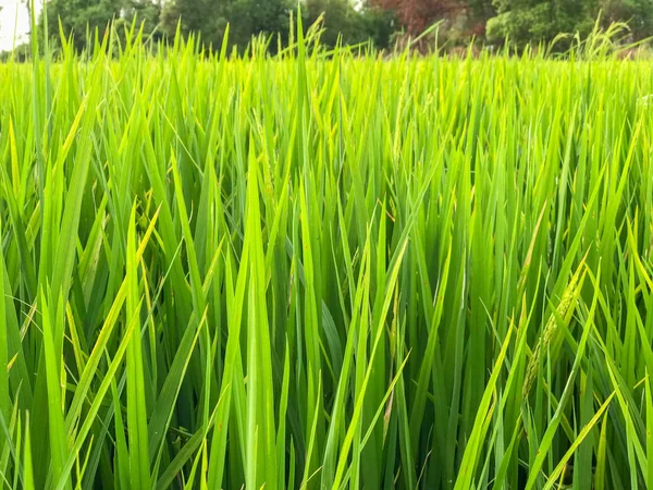 Rice field in the morning at Thailand — Stock Photo, Image