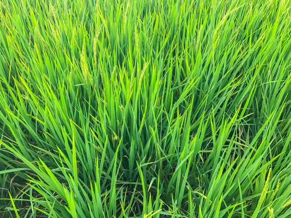 Rice field in the morning at Thailand — Stock Photo, Image