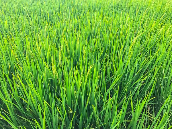 Рисове поле вранці в Таїланді. — стокове фото