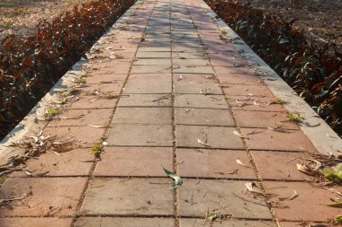 Parkta yürüyüş yolu