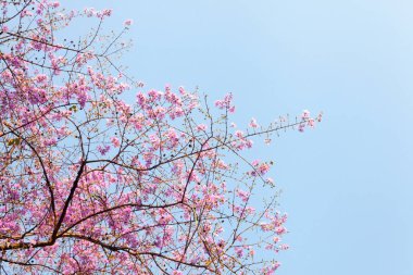 Parktaki pembe jakaranda menekşe ağacı