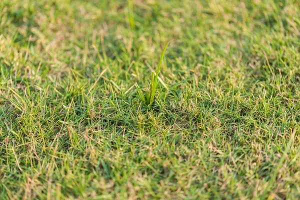 Outdoor grass in the park at thailand — Stock Photo, Image